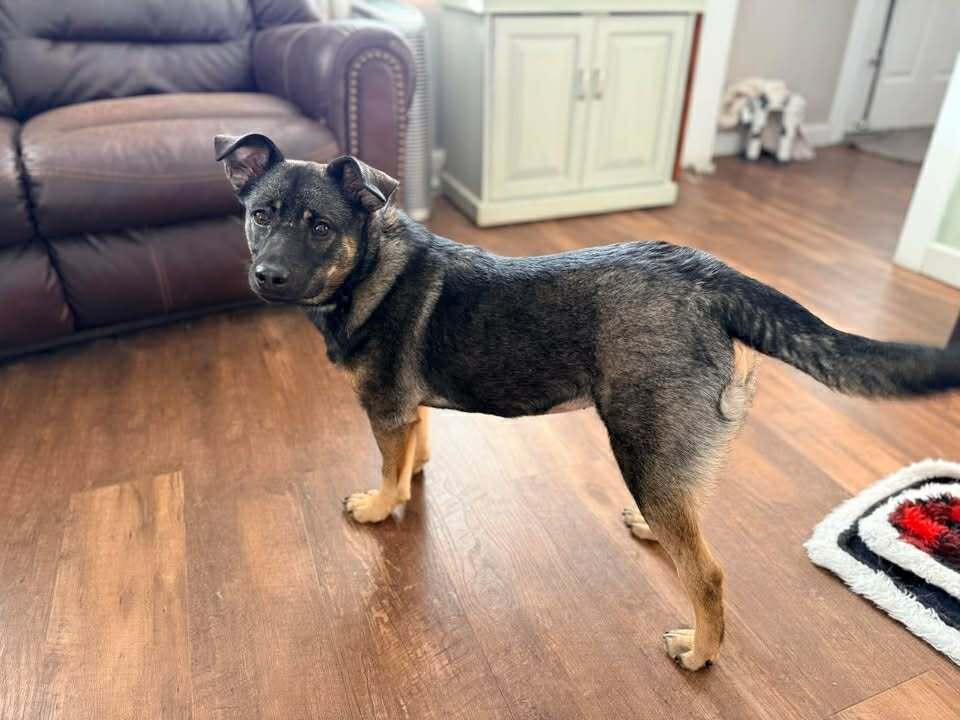 Cayenne — thumbnail 5