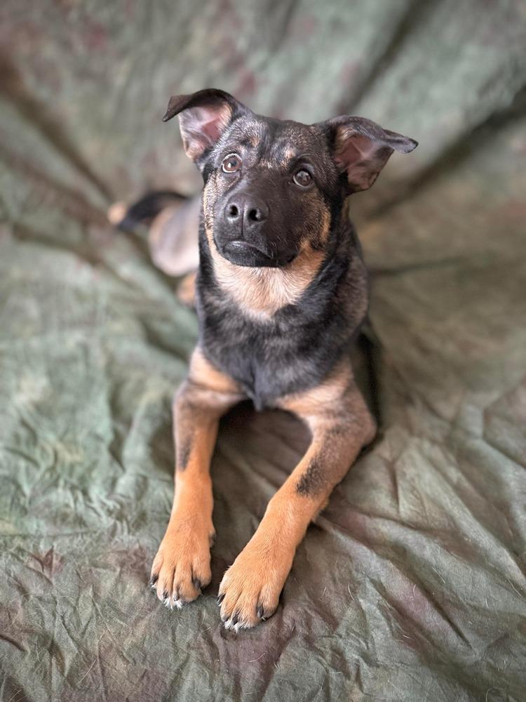 Cayenne — thumbnail 6