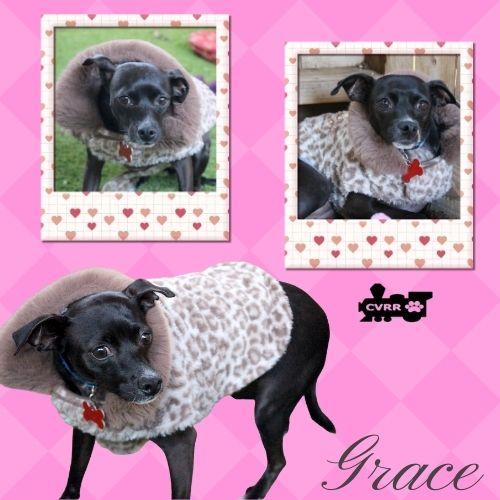 Grace, Adopted, Adult Female Terrier & Chihuahua.