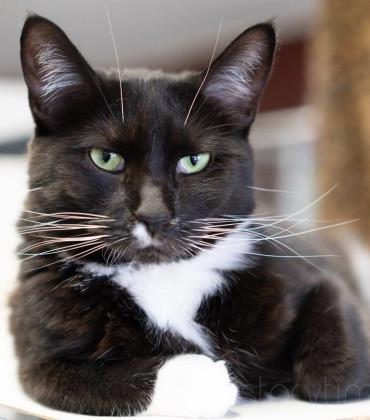 Enlarge JB, a Adoptable mixed breed in Helendale, CA image 1/1