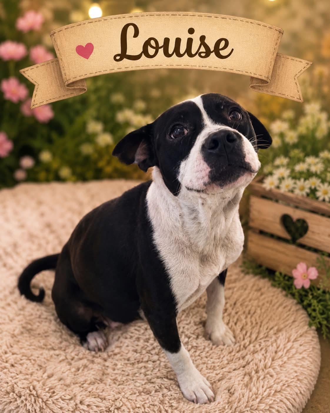 Enlarge Louise, a Adoptable mixed breed in Darien, GA image 1/2
