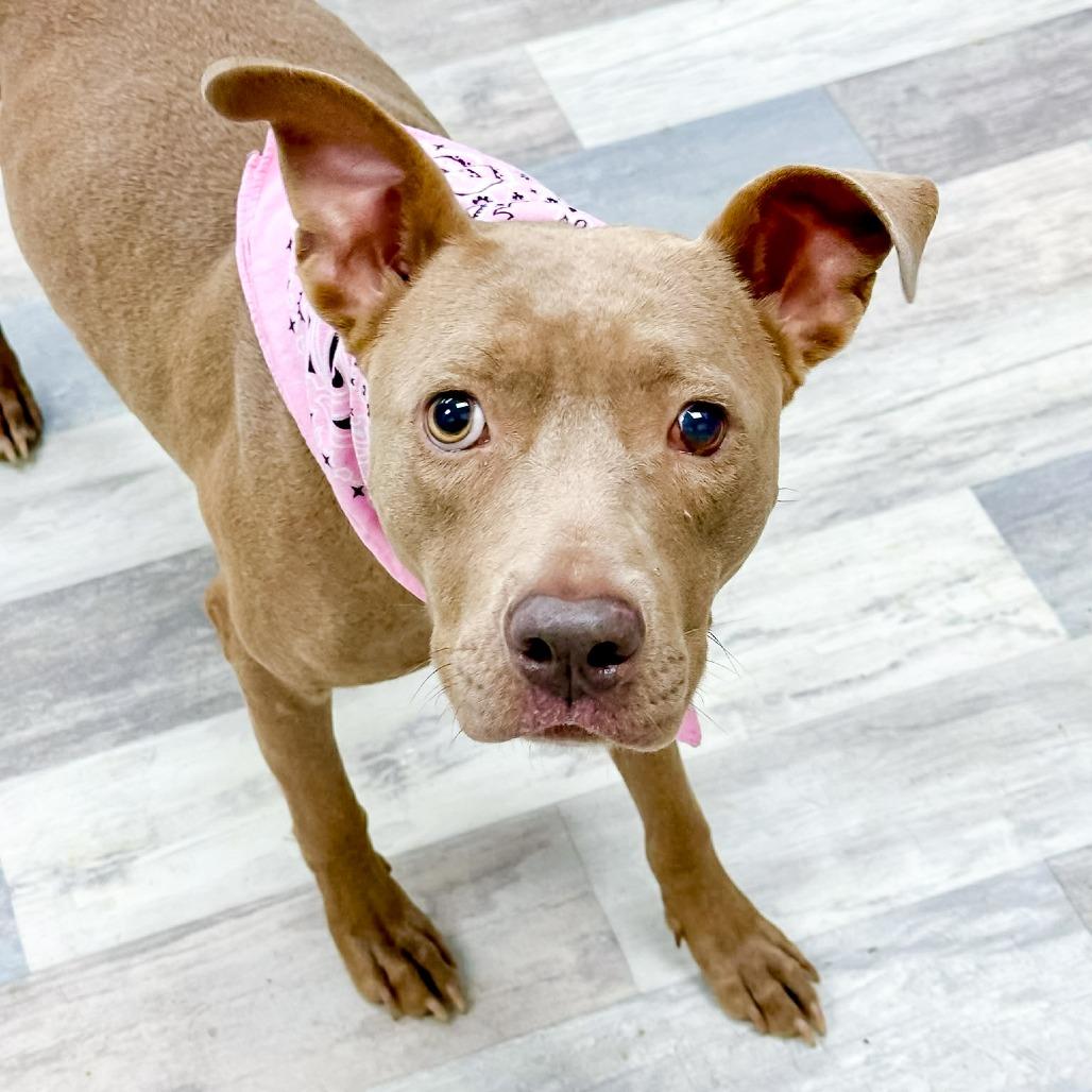 Enlarge Potato, a Adoptable Pit Bull Terrier in Lufkin, TX image 2/2