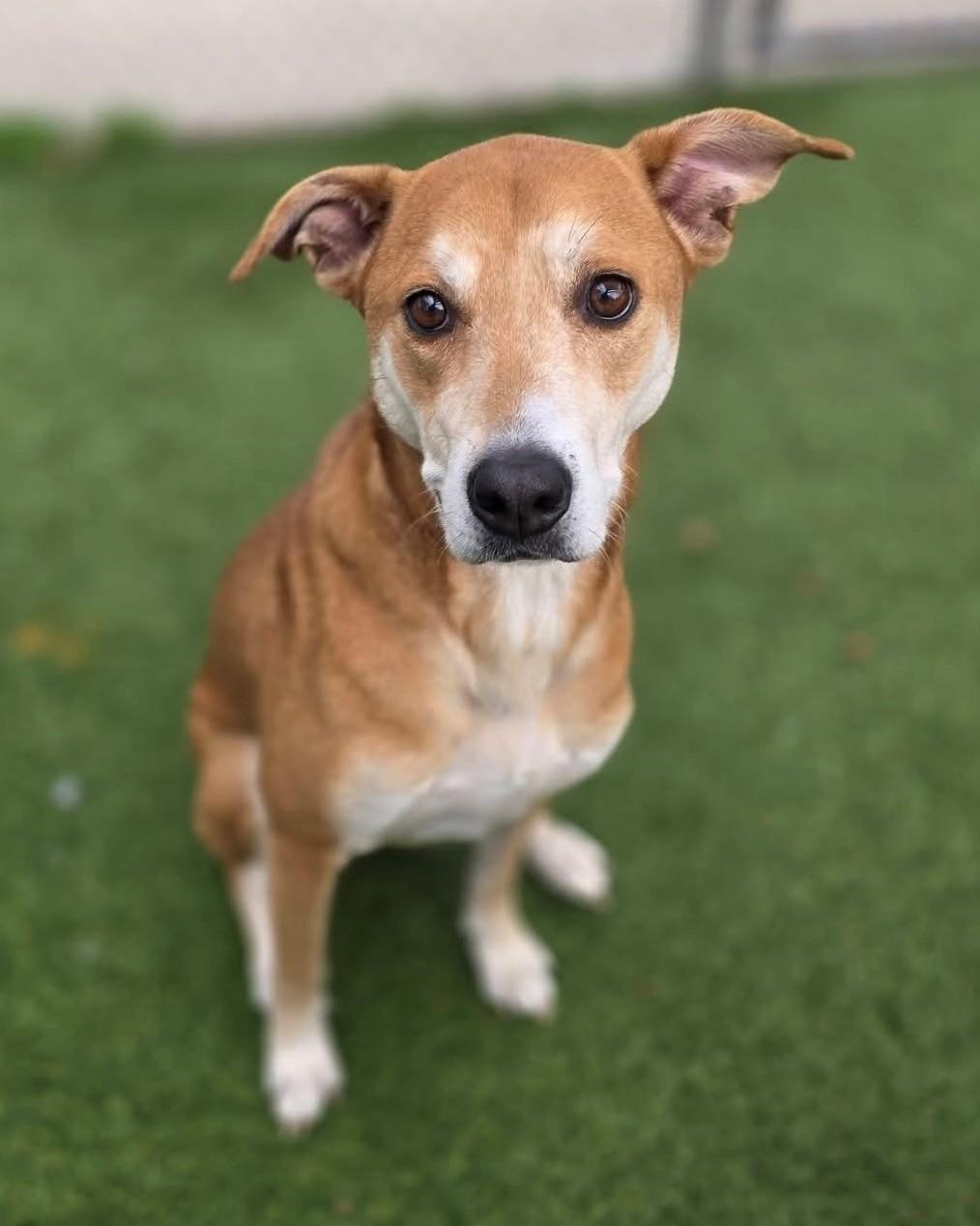 Enlarge Nala, a ADOPTABLE Mixed Breed in South Kingstown, RI image 2/2