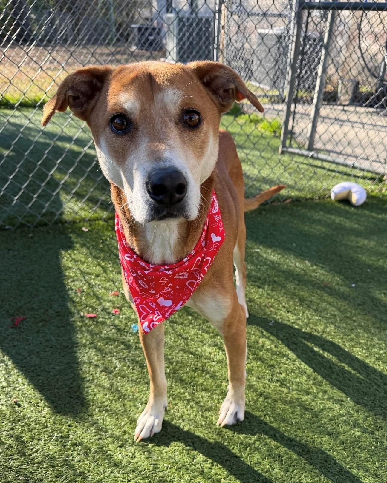 Nala, ADOPTABLE, Adult Female Mixed Breed.