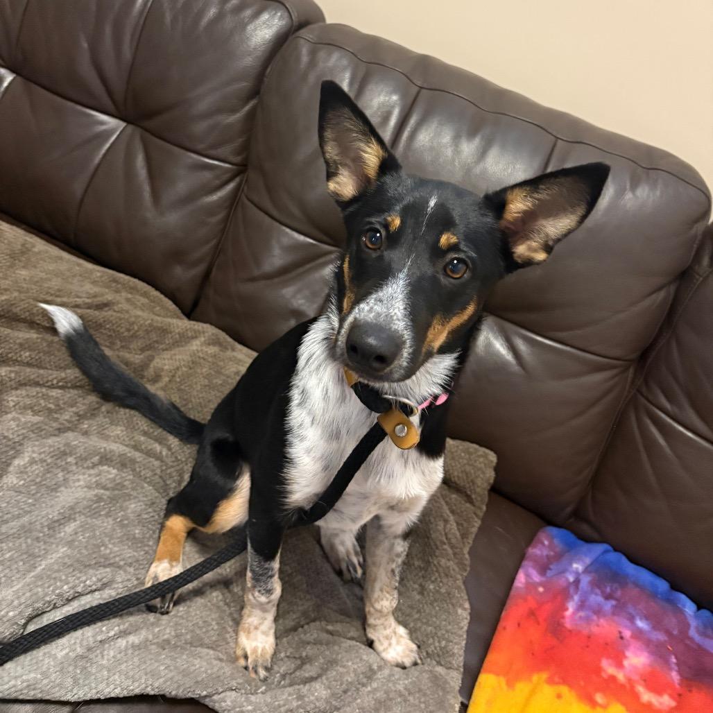 Enlarge Rogue, a Adoptable mixed breed in Chicago, IL image 1/3