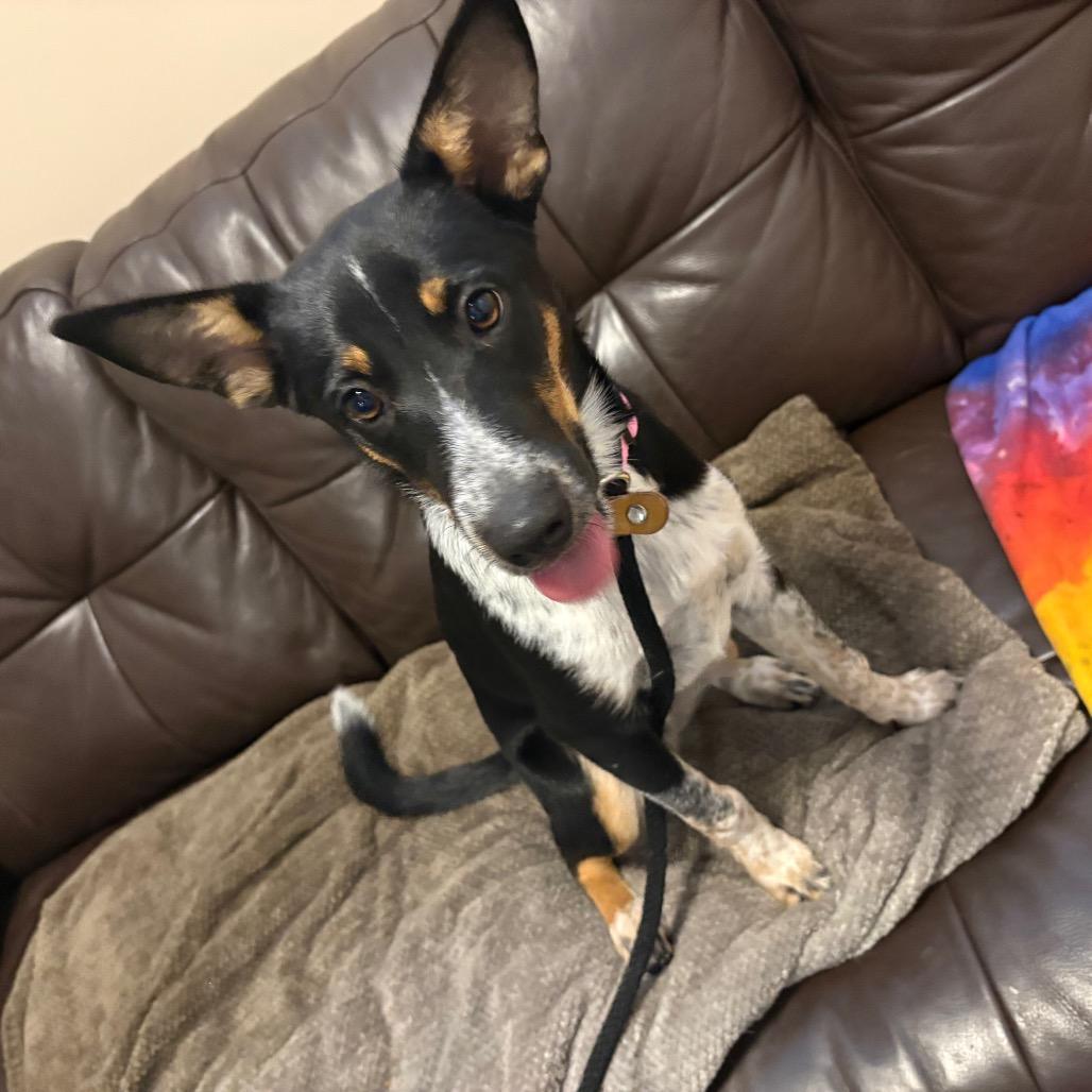 Enlarge Rogue, a Adoptable mixed breed in Chicago, IL image 2/3