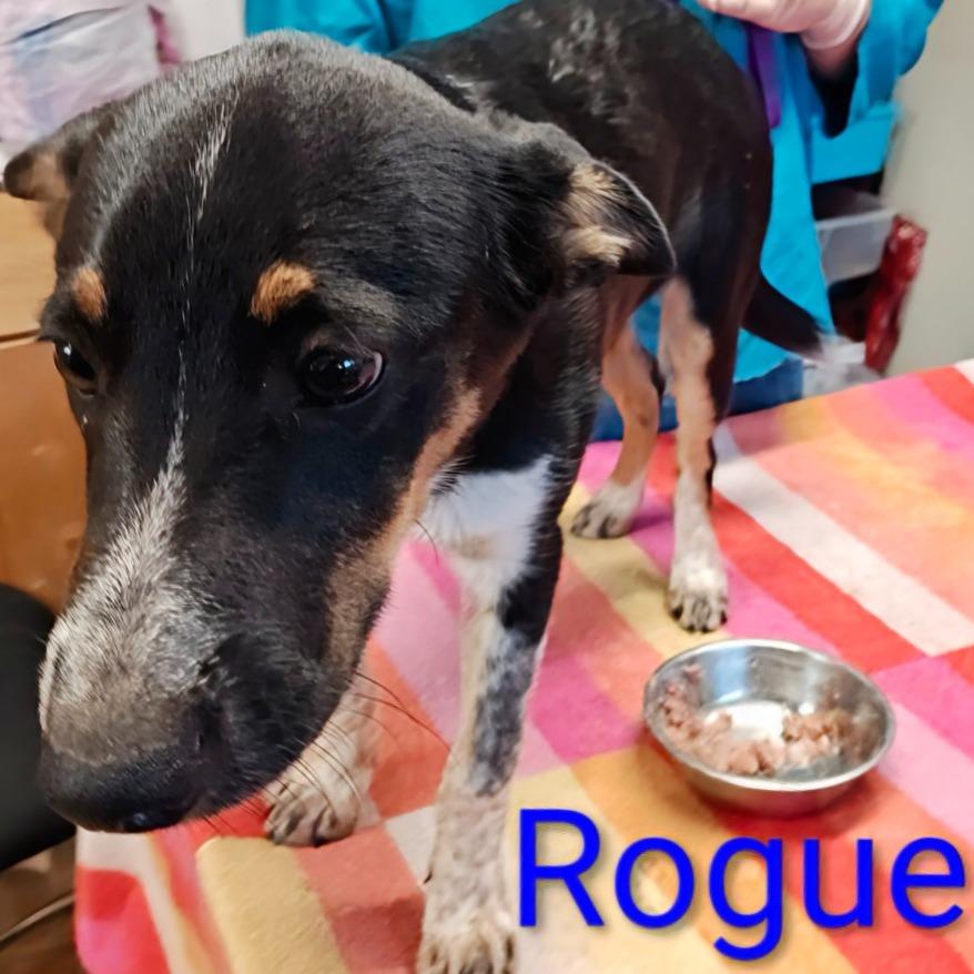 Enlarge Rogue, a Adoptable mixed breed in Chicago, IL image 3/3