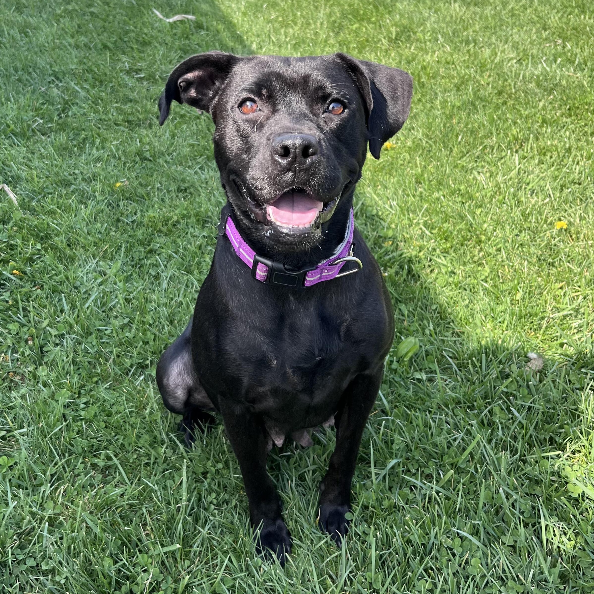Enlarge Pepperoni, an adopted mixed breed in West Jefferson, OH image 1/5
