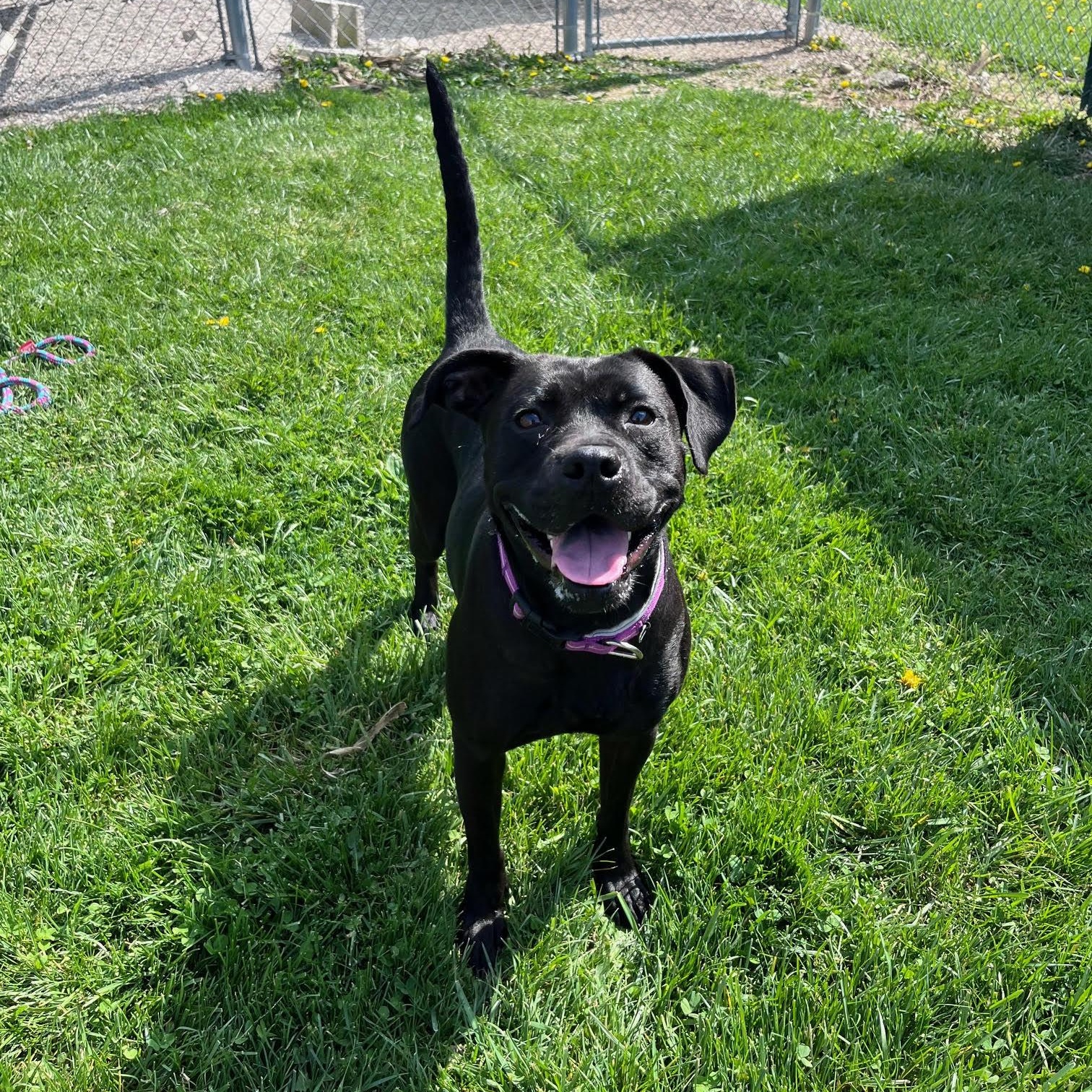 Enlarge Pepperoni, an adopted mixed breed in West Jefferson, OH image 4/5