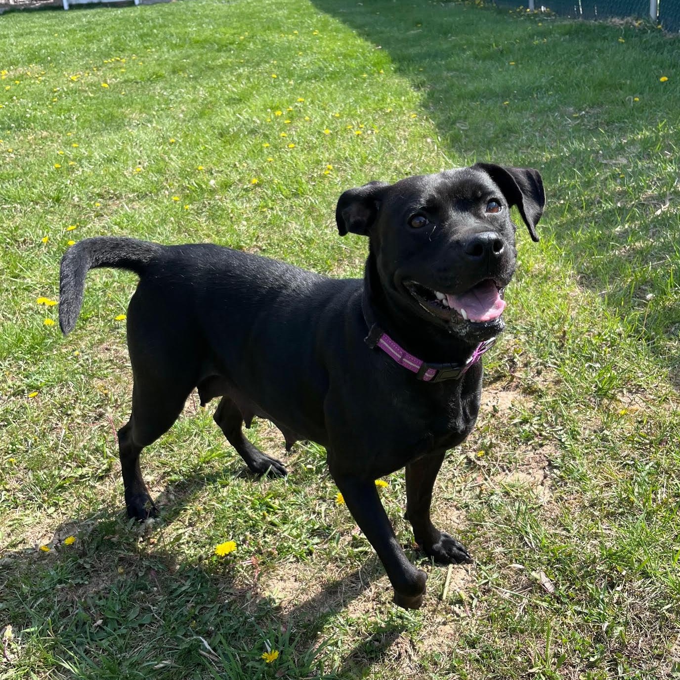 Enlarge Pepperoni, an adopted mixed breed in West Jefferson, OH image 5/5