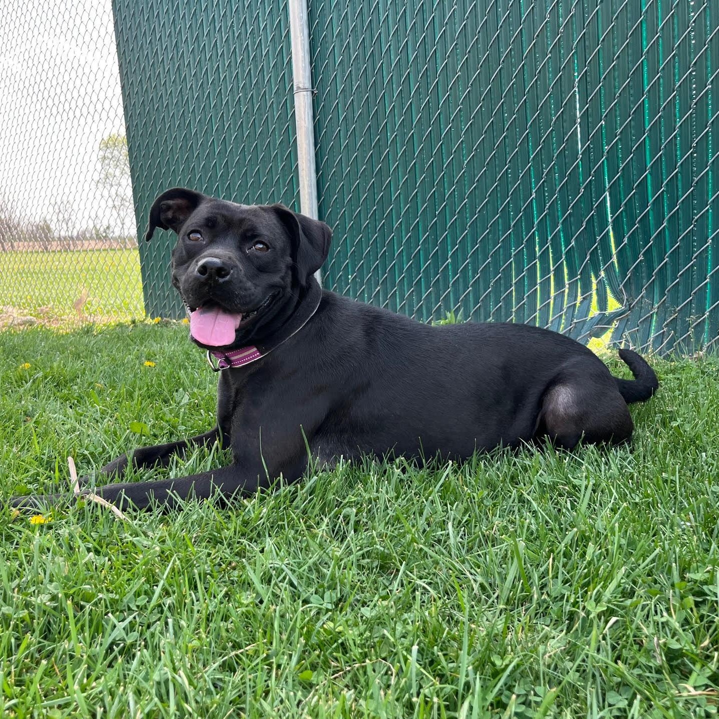 Enlarge Pepperoni, an adopted mixed breed in West Jefferson, OH image 2/5