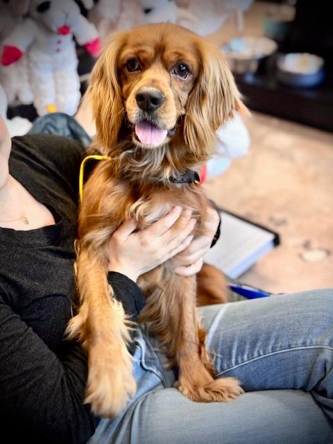 Hunnicutt, Adoptable, Adult Male Cocker Spaniel.