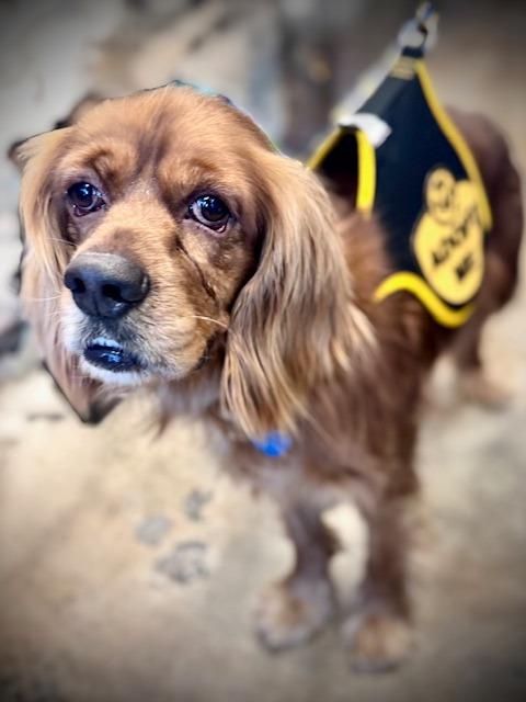 Enlarge Hunnicutt, a Adoptable Cocker Spaniel in Austin, TX image 2/4