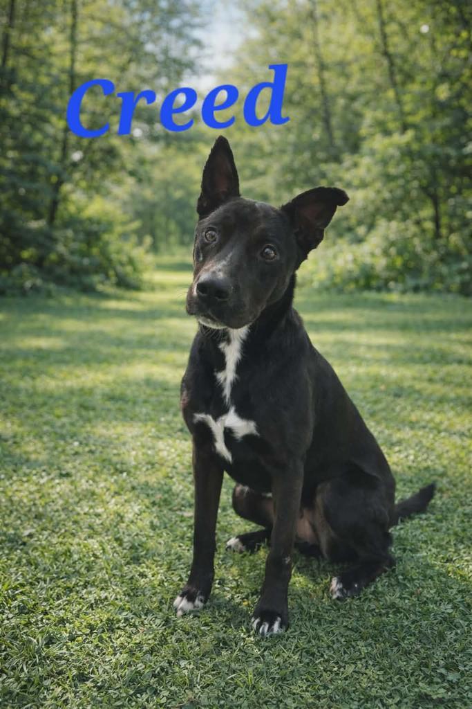 Enlarge Creed, a Adoptable mixed breed in Livingston, LA image 1/2