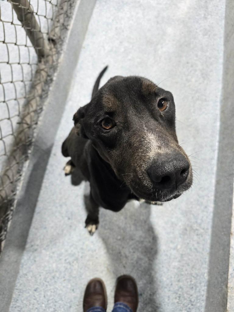 Enlarge Creed, a Adoptable mixed breed in Livingston, LA image 1/1