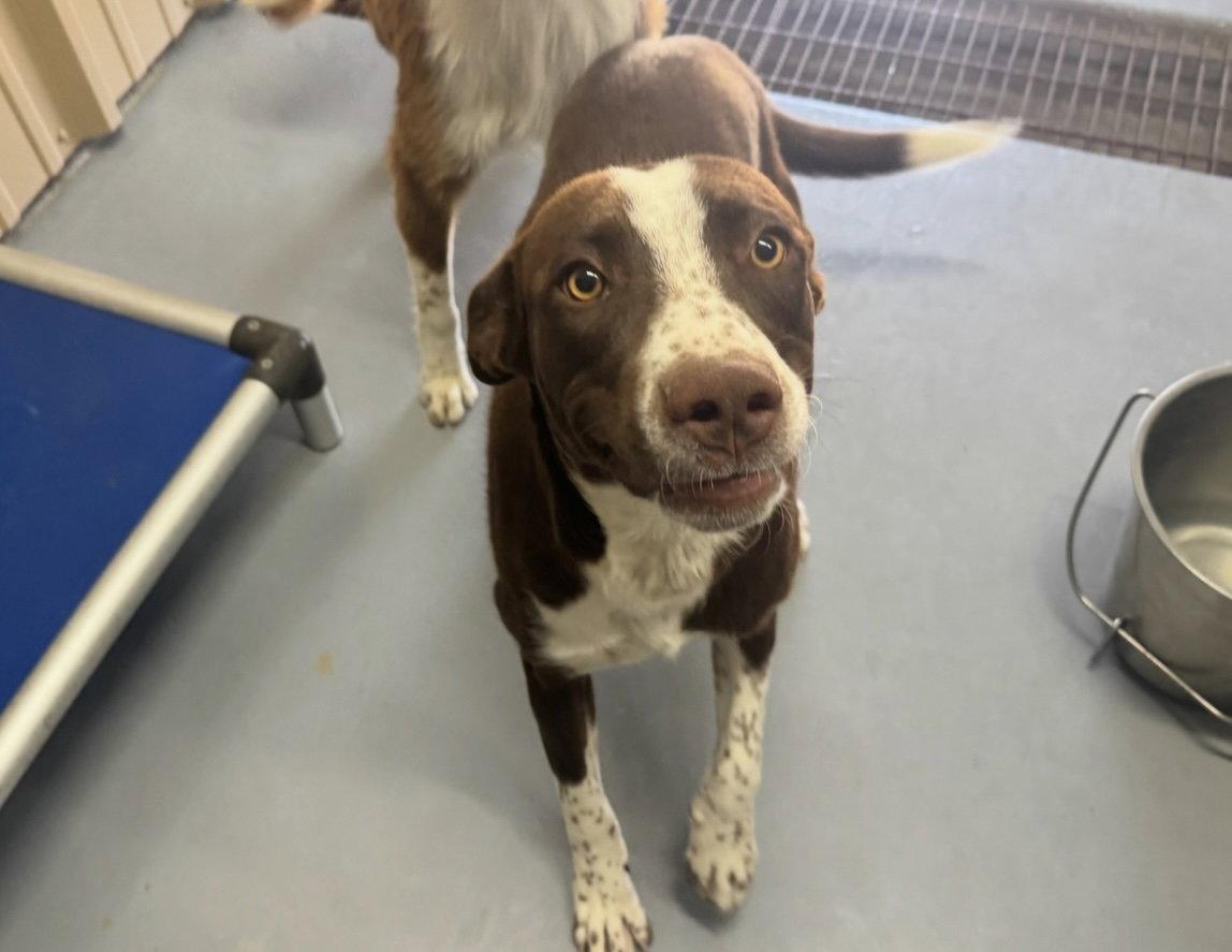 Mars - ADOPTION IN PROCESS, Adoptable, Young Male Australian Shepherd.