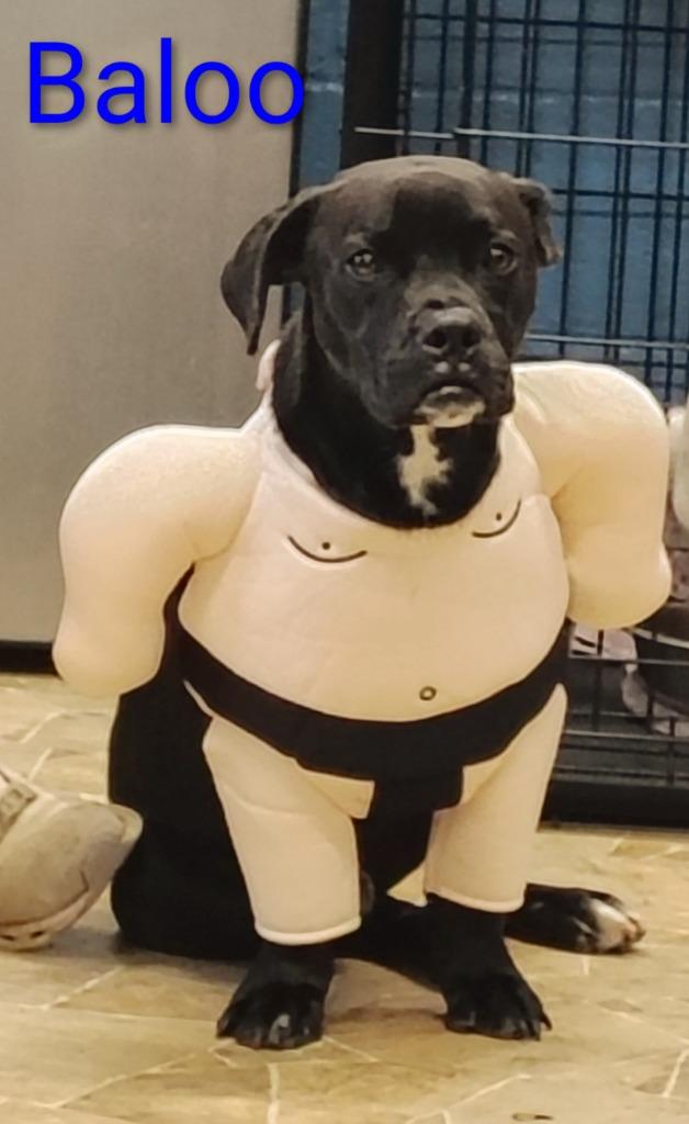 Enlarge Baloo, a Adoptable mixed breed in Mena, AR image 1/4