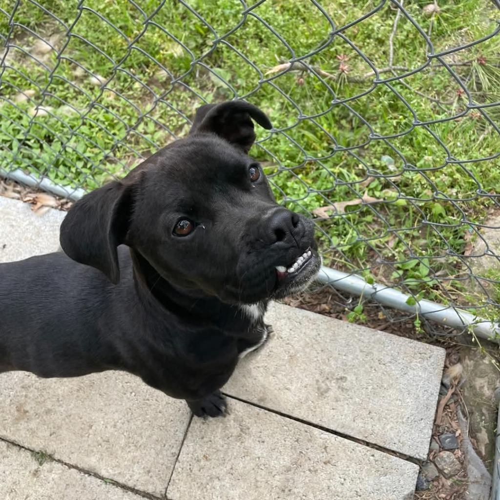 Enlarge Baloo, a Adoptable mixed breed in Mena, AR image 3/4