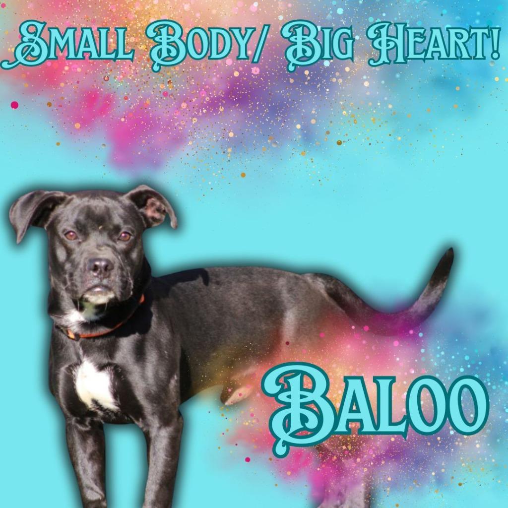Enlarge Baloo, a Adoptable mixed breed in Mena, AR image 4/4