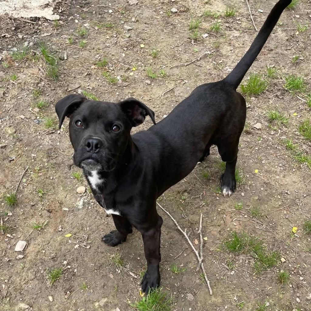 Baloo, a Adopted mixed breed in Mena, AR image 3/4