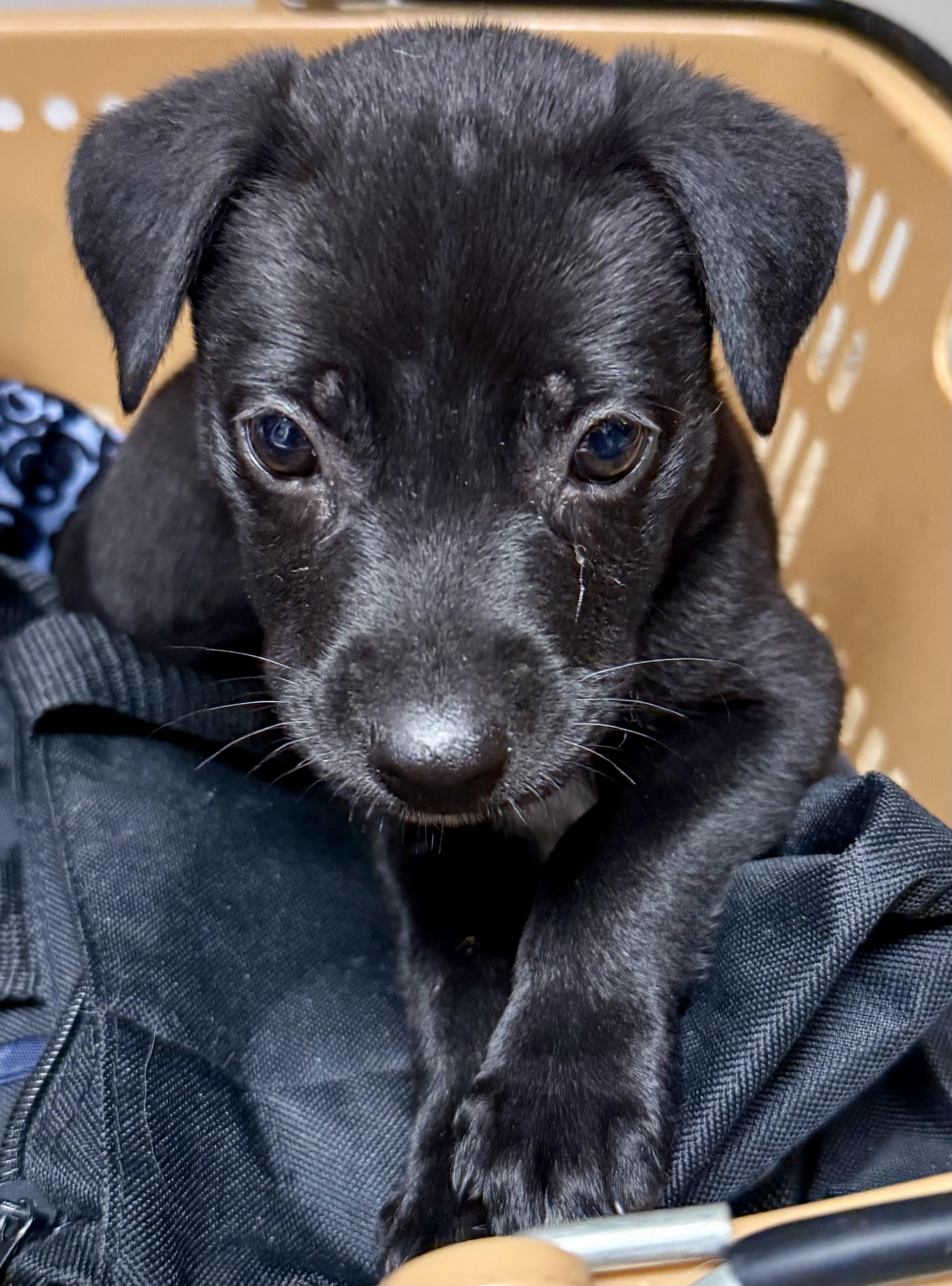 Enlarge Black Labrador Retriever Knight Girl Puppy , an adopted Black Labrador Retriever in Boca Raton, FL image 5/6