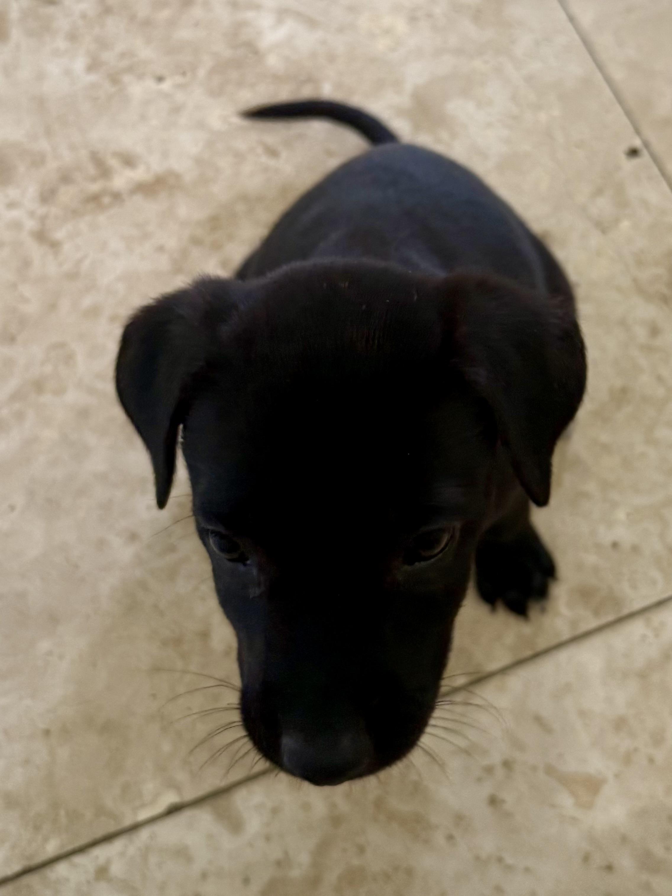 Black Labrador Retriever Knight Girl Puppy , adopted, Puppy Female Black Labrador Retriever.