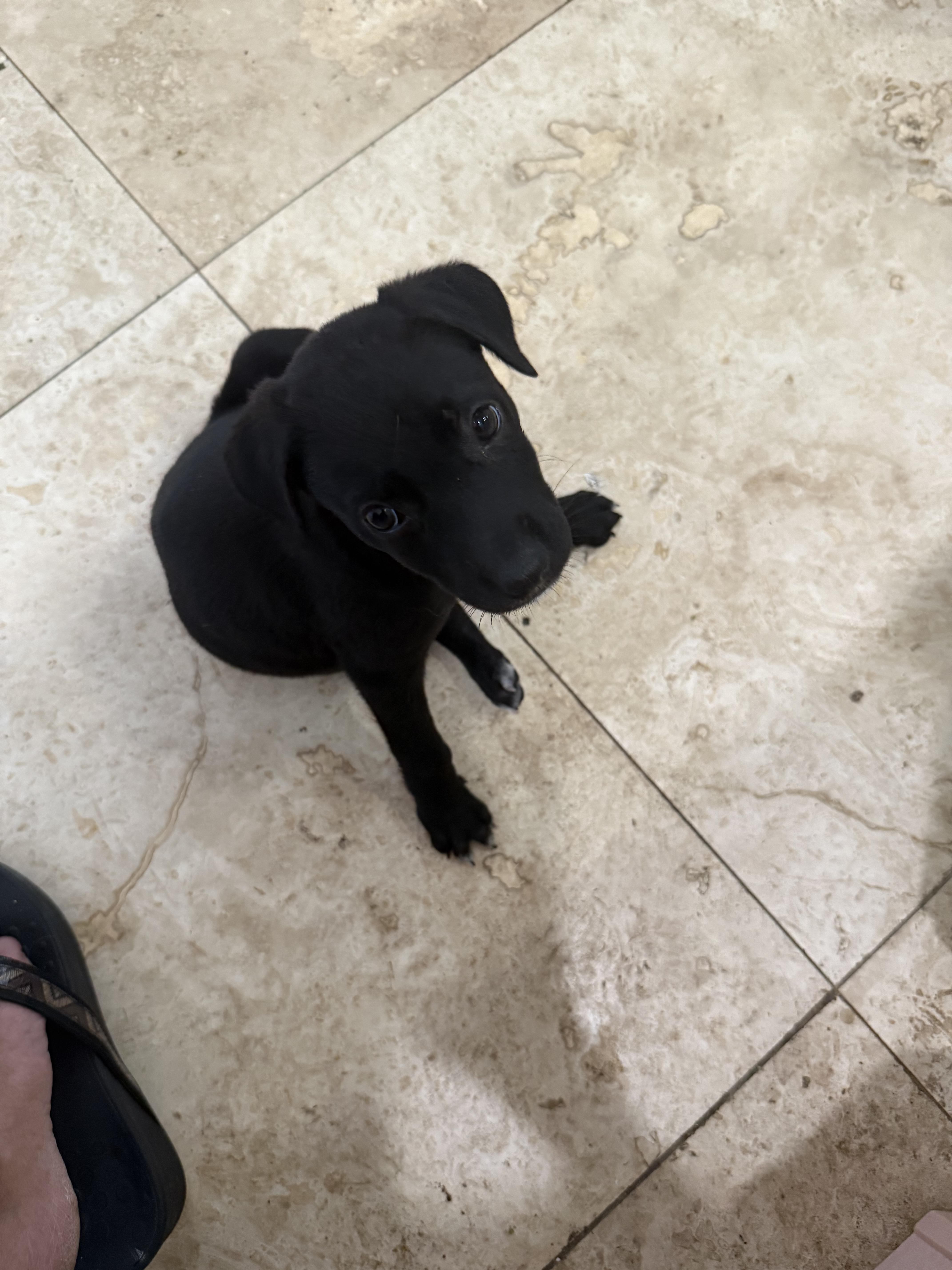Enlarge Black Labrador Retriever Knight Girl Puppy , an adopted Black Labrador Retriever in Boca Raton, FL image 2/6