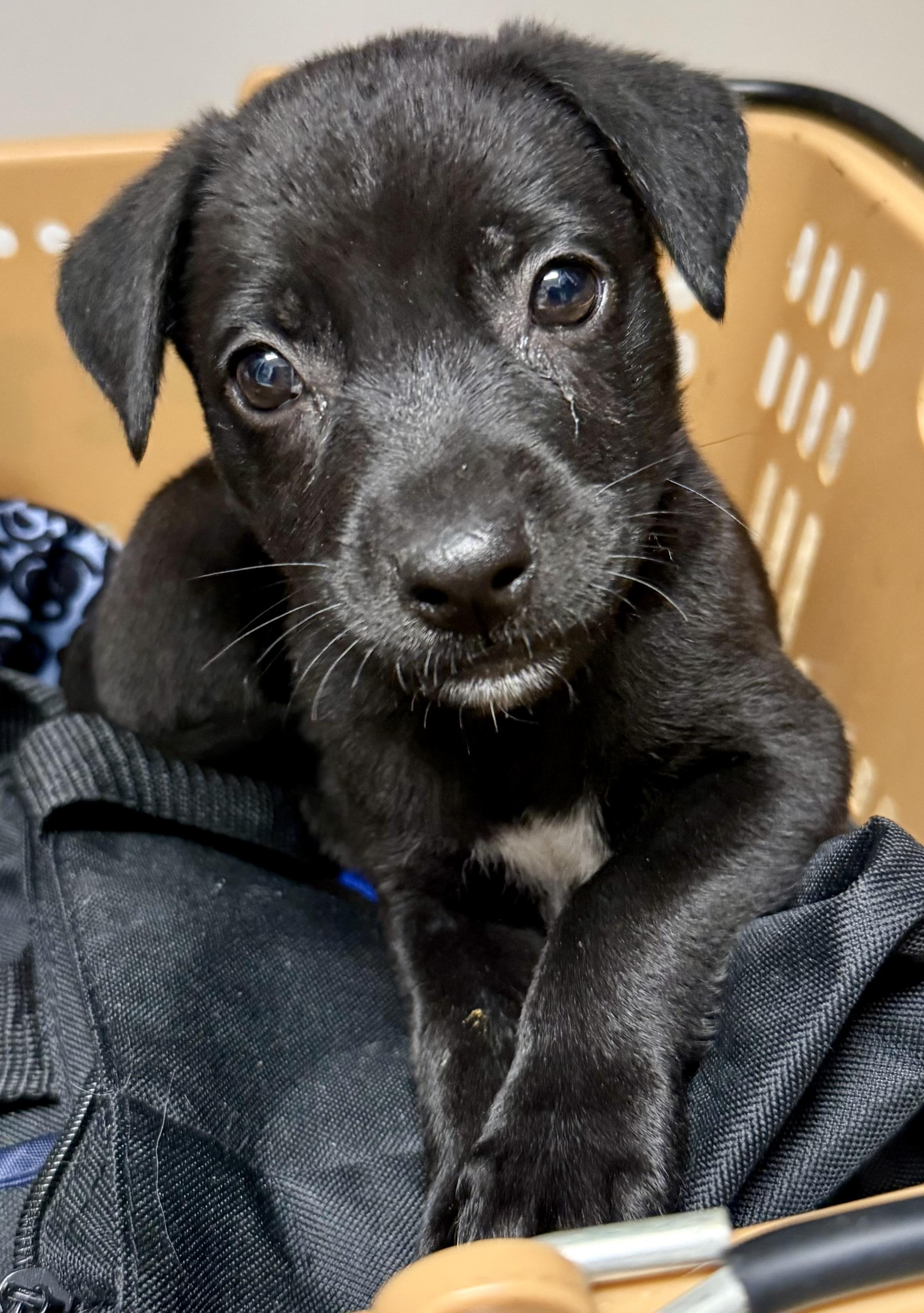 Enlarge Black Labrador Retriever Knight Girl Puppy , an adopted Black Labrador Retriever in Boca Raton, FL image 6/6
