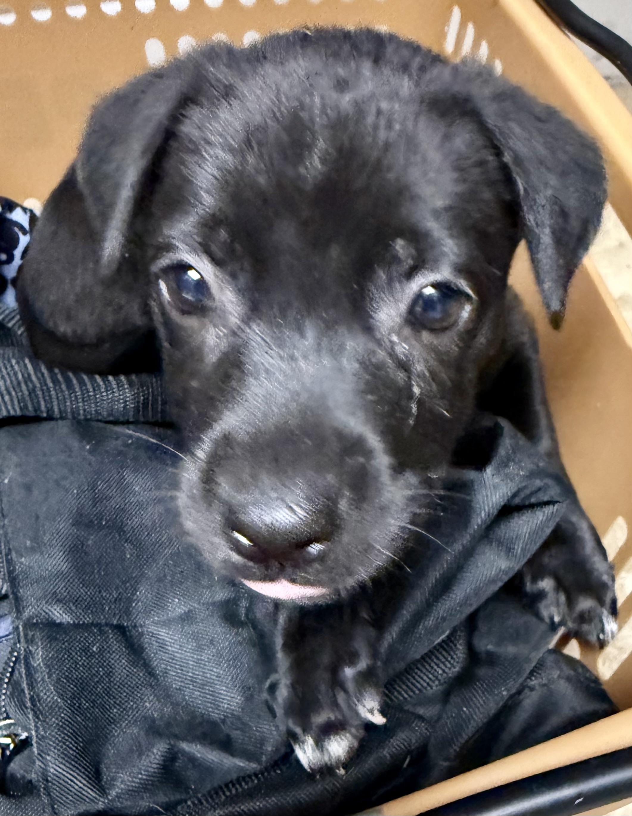 Enlarge Black Labrador Retriever Knight Girl Puppy , an adopted Black Labrador Retriever in Boca Raton, FL image 3/6