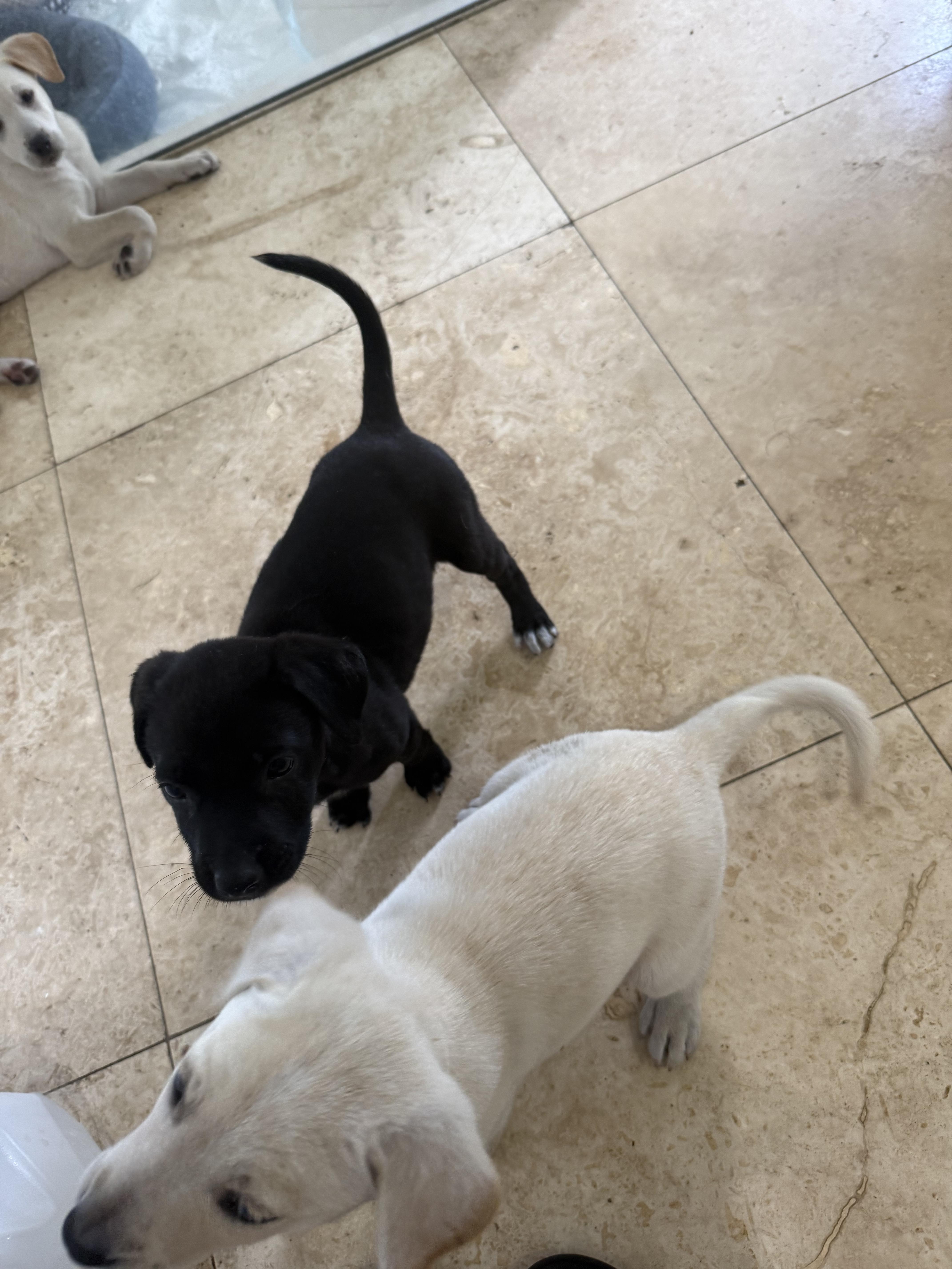 Enlarge Black Labrador Retriever Knight Girl Puppy , an adopted Black Labrador Retriever in Boca Raton, FL image 4/6