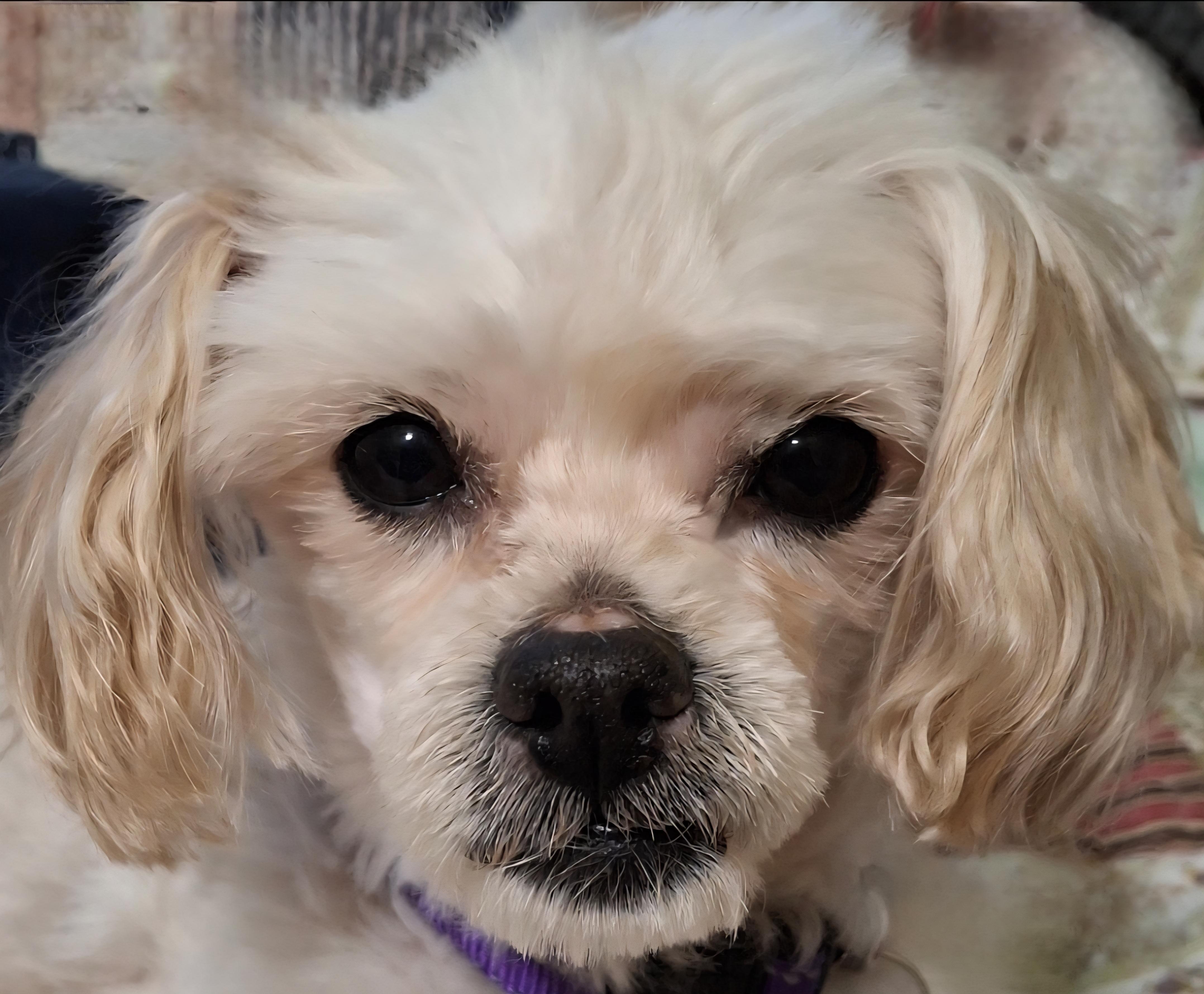 Pete, ADOPTABLE, Adult Male Maltese.