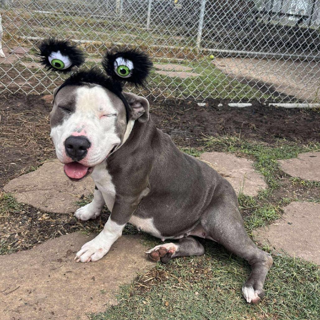 Enlarge Freya, a Adoptable American Staffordshire Terrier in Pittsburgh, PA image 1/6