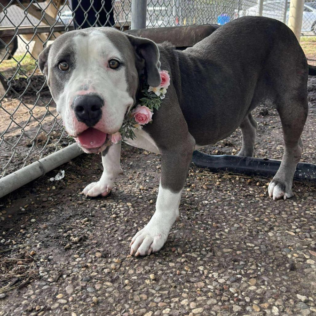 Enlarge Freya, a Adoptable American Staffordshire Terrier in Pittsburgh, PA image 2/6