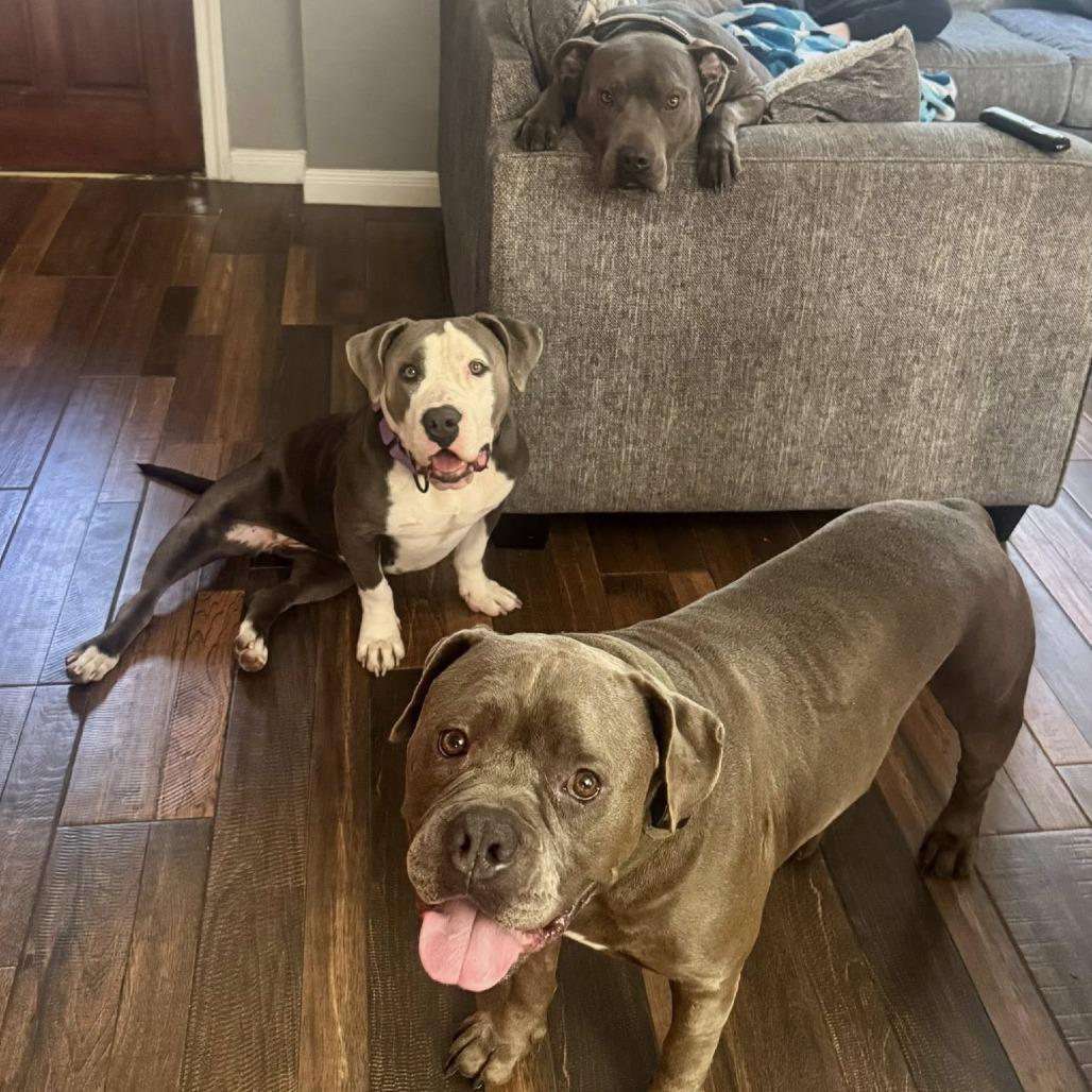 Enlarge Freya, a Adoptable American Staffordshire Terrier in Pittsburgh, PA image 3/6