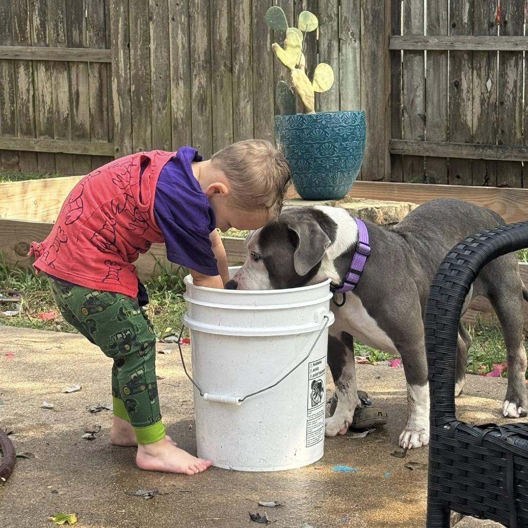 Enlarge Freya, a Adoptable American Staffordshire Terrier in Pittsburgh, PA image 4/6