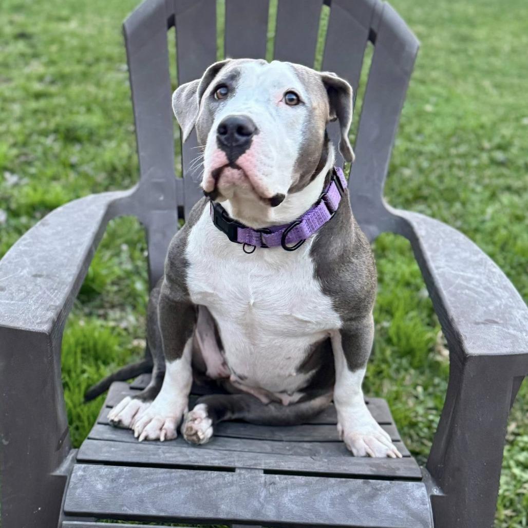 Enlarge Freya, a Adoptable American Staffordshire Terrier in Pittsburgh, PA image 5/6