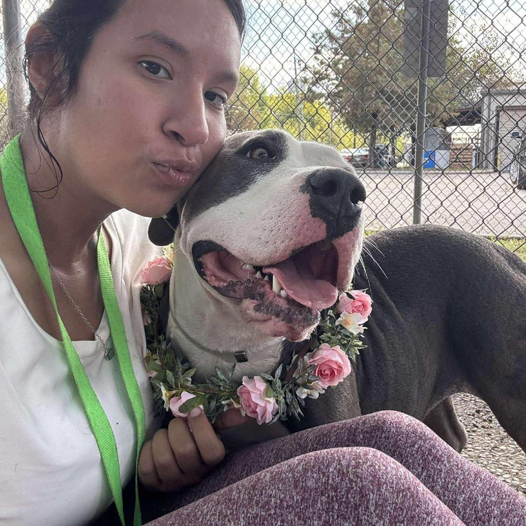 Enlarge Freya, a Adoptable American Staffordshire Terrier in Pittsburgh, PA image 5/6