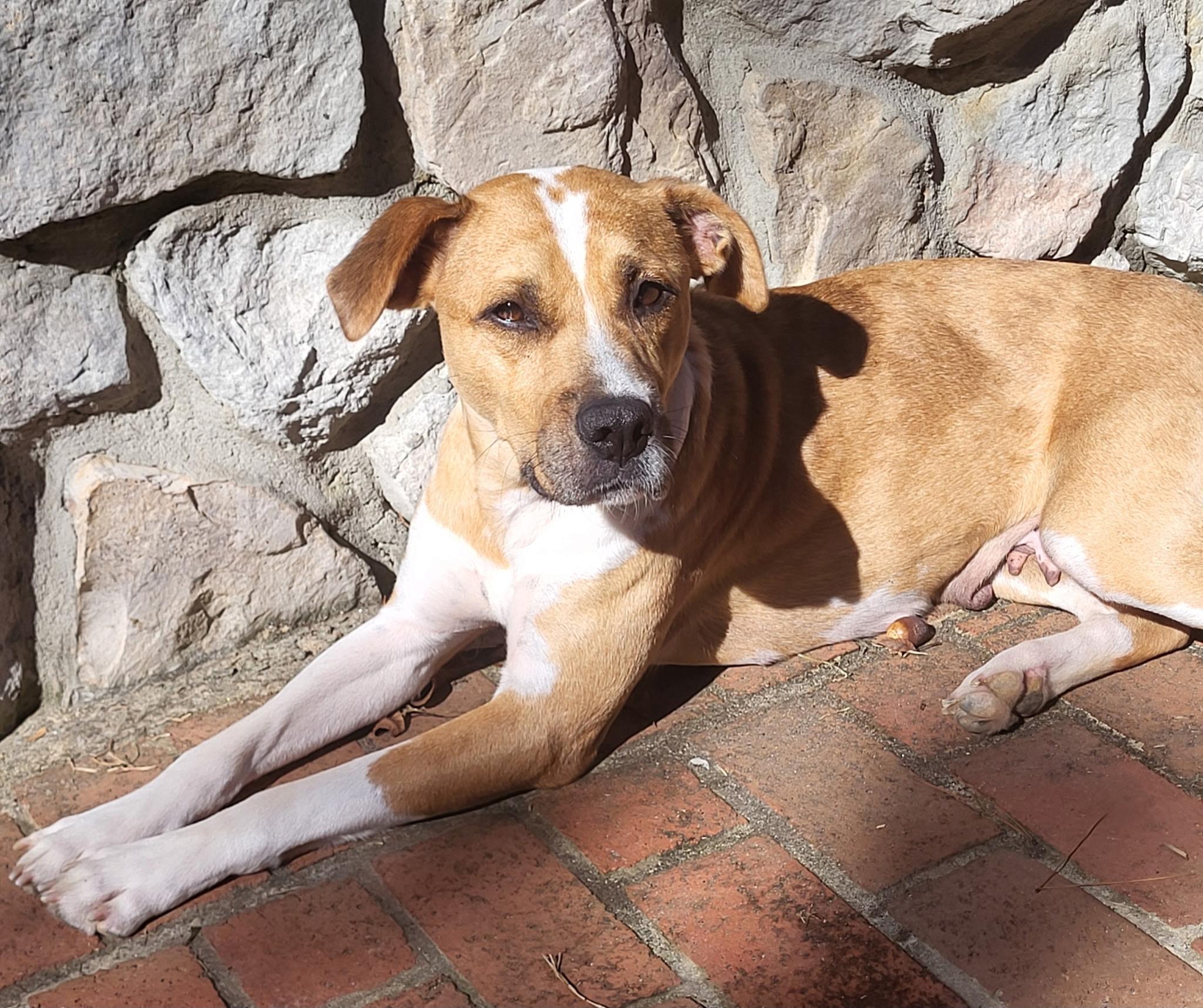 Enlarge Annabelle, a Adoptable mixed breed in Monroe, NC image 1/3