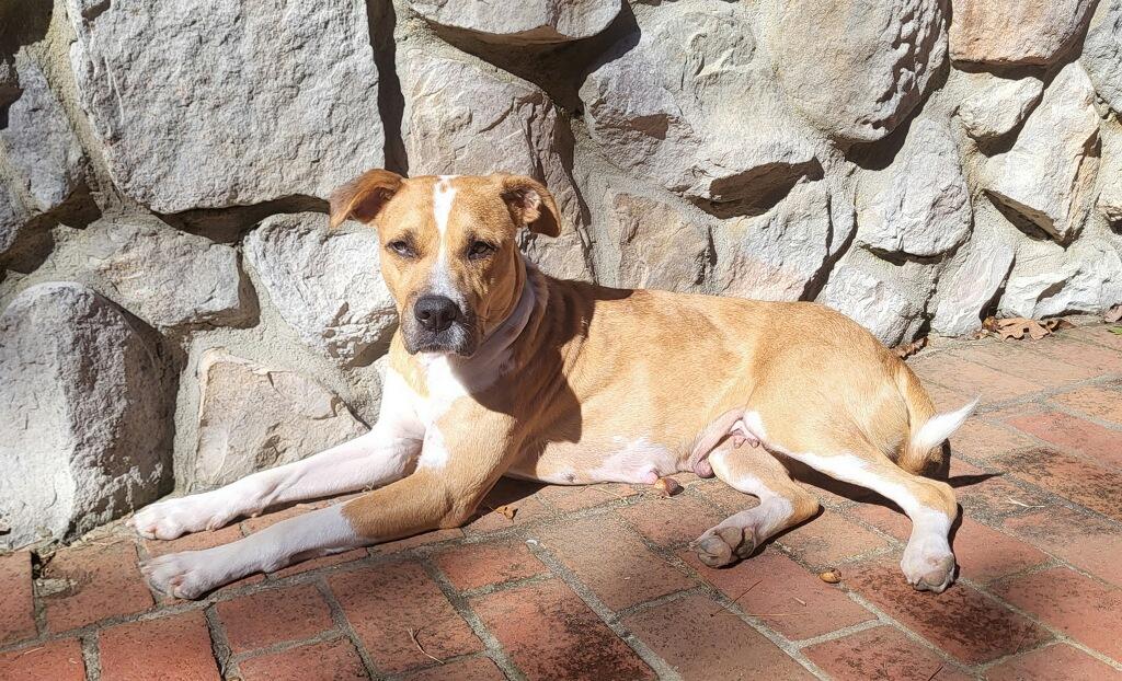 Enlarge Annabelle, a Adoptable mixed breed in Monroe, NC image 2/3