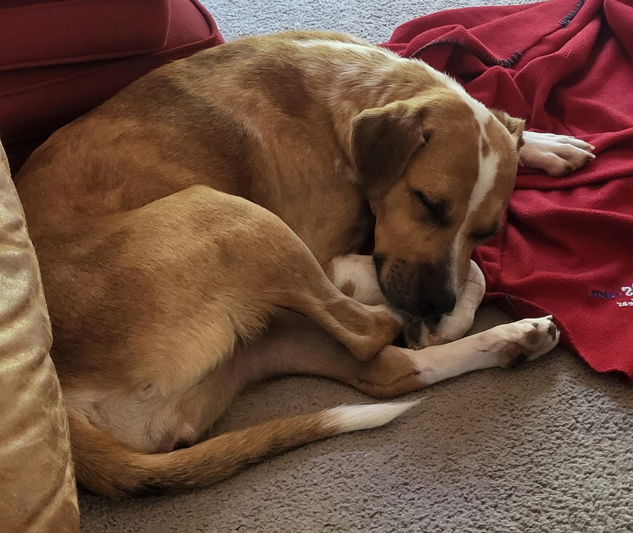 Enlarge Annabelle, a Adoptable mixed breed in Monroe, NC image 3/3