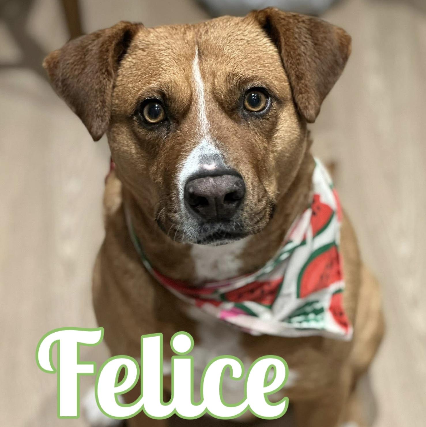 Enlarge Felice, a Adoptable mixed breed in Windsor, ON image 1/6