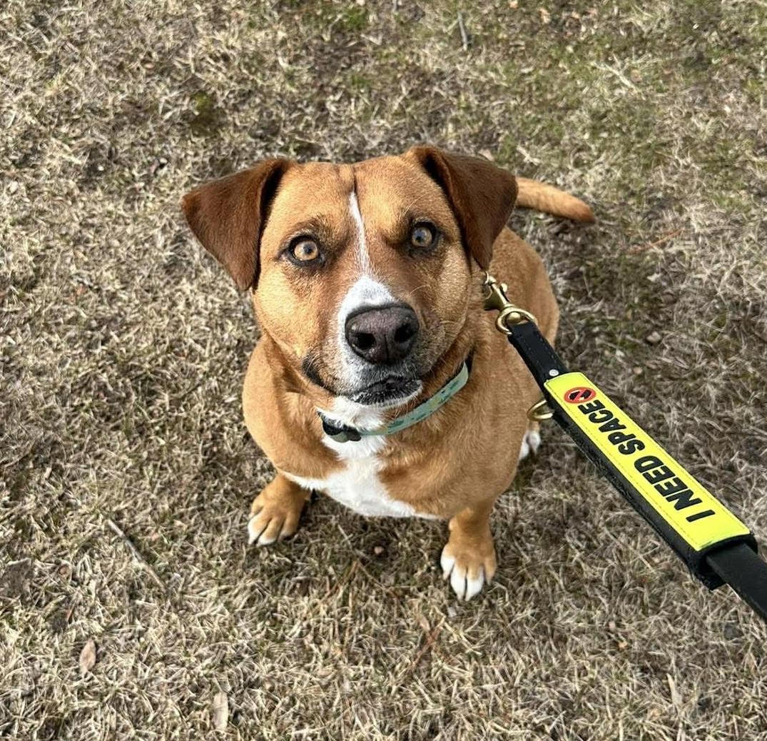 Enlarge Felice, a Adoptable mixed breed in Windsor, ON image 4/6