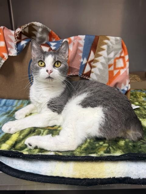 Enlarge ARTEMIS, a Adoptable Domestic Short Hair in Fort Walton Beach, FL image 1/1