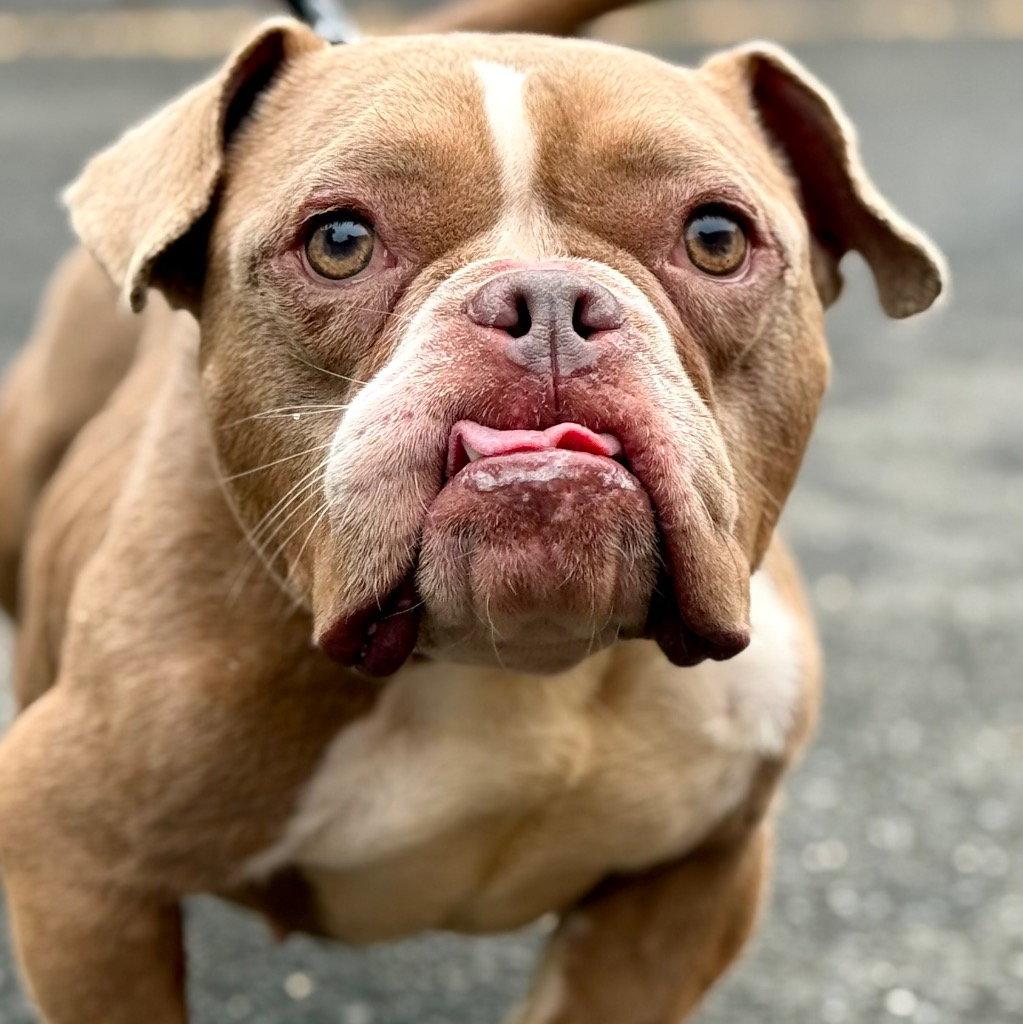 Lil Mama, Adoptable, Adult Female English Bulldog & Terrier.