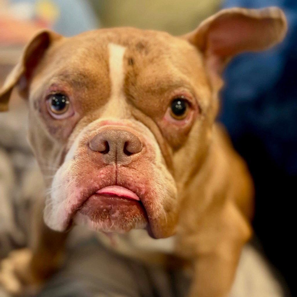 Enlarge Lil Mama, a Adoptable mixed breed in Bloomfield, CT image 2/3