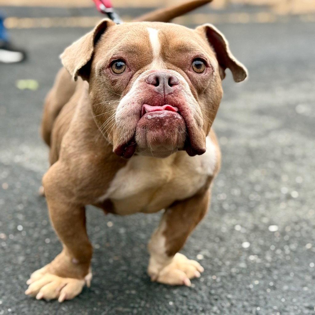 Enlarge Lil Mama, a Adoptable mixed breed in Bloomfield, CT image 3/3