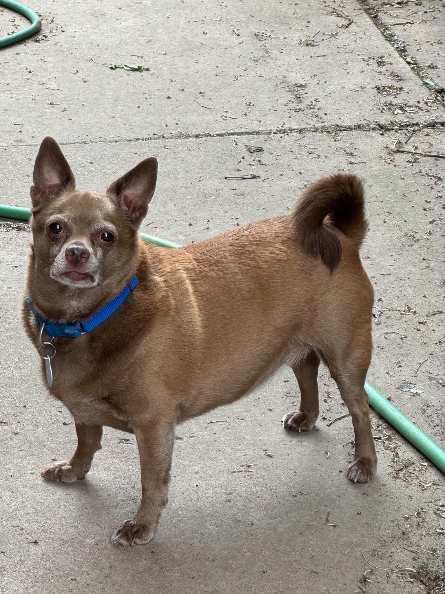 Petey, Adoptable, Adult Male Chihuahua.