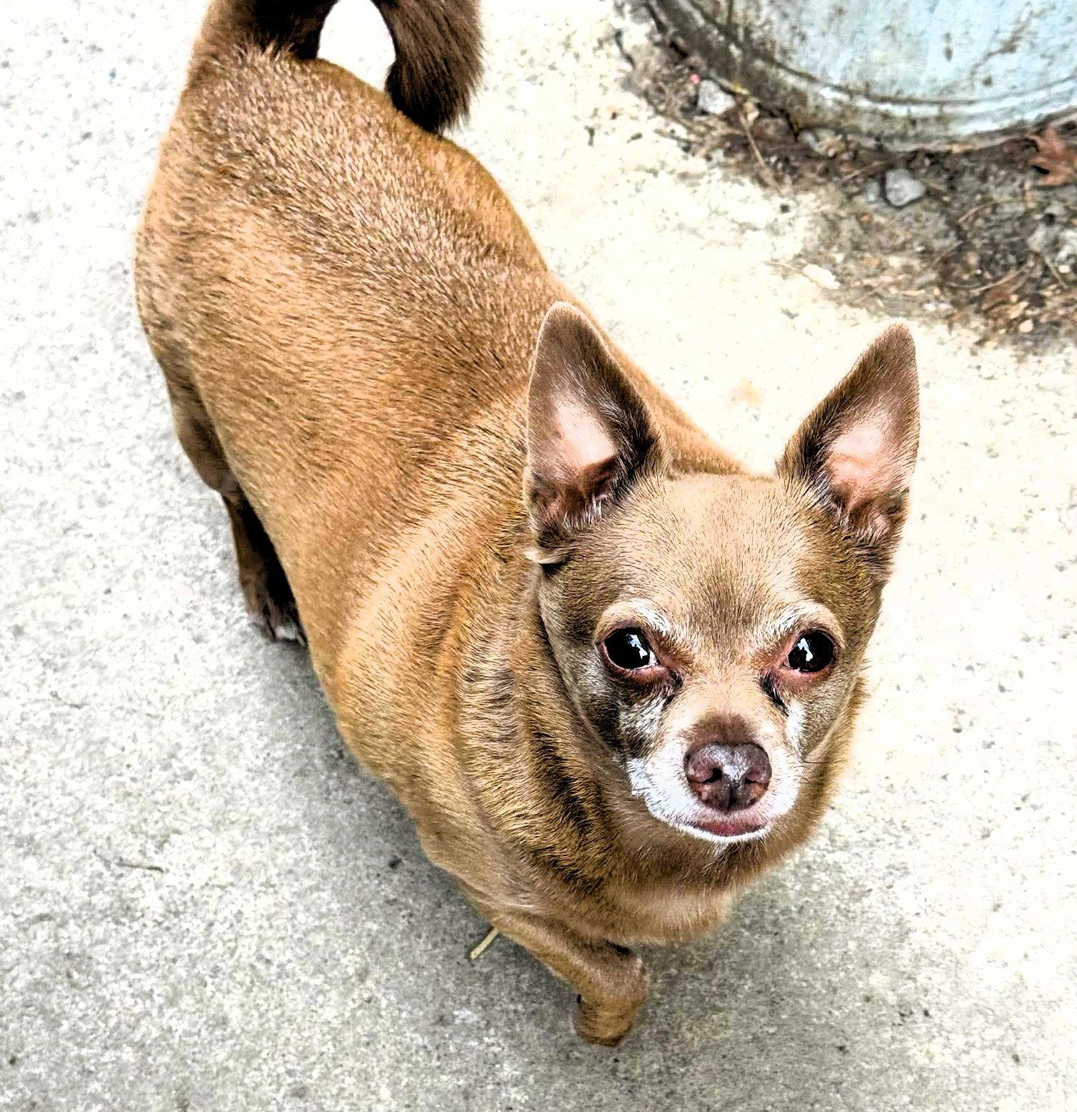 Petey, a Adoptable Chihuahua in Buffalo, NY image 2/3