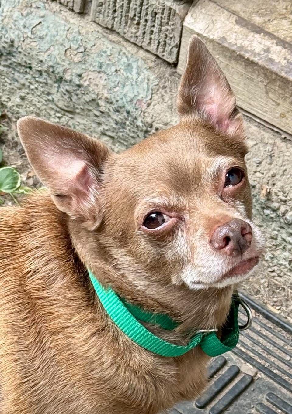 Enlarge Petey, a Adoptable Chihuahua in Buffalo, NY image 3/3