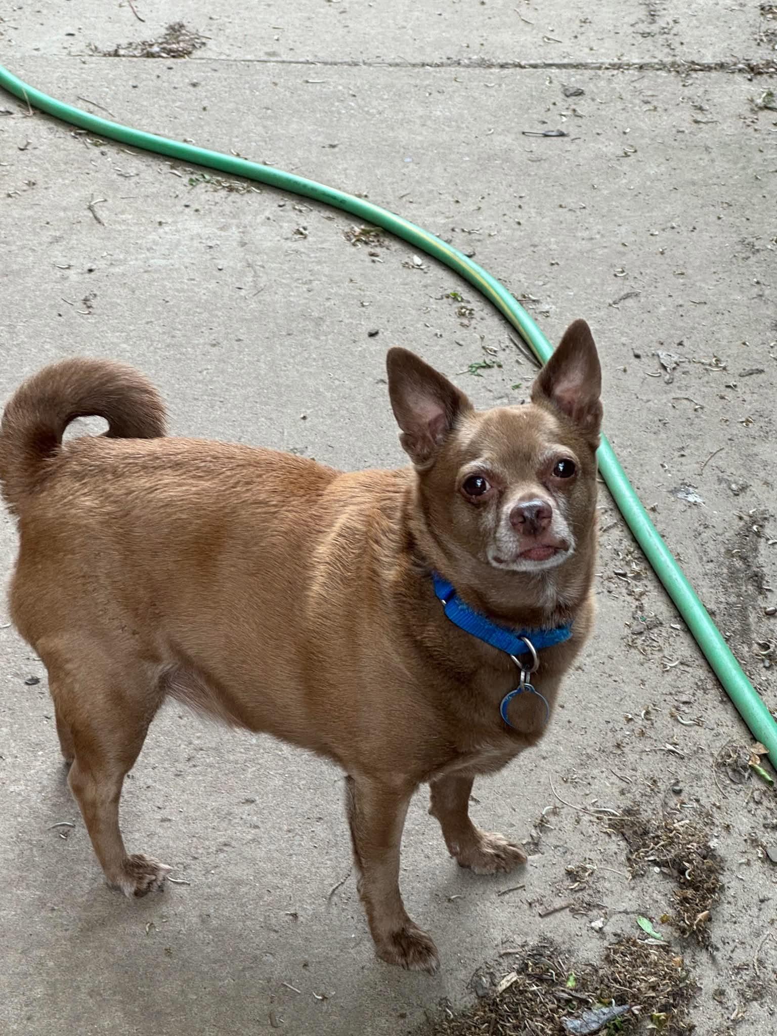 Petey, a Adoptable Chihuahua in Buffalo, NY image 3/3